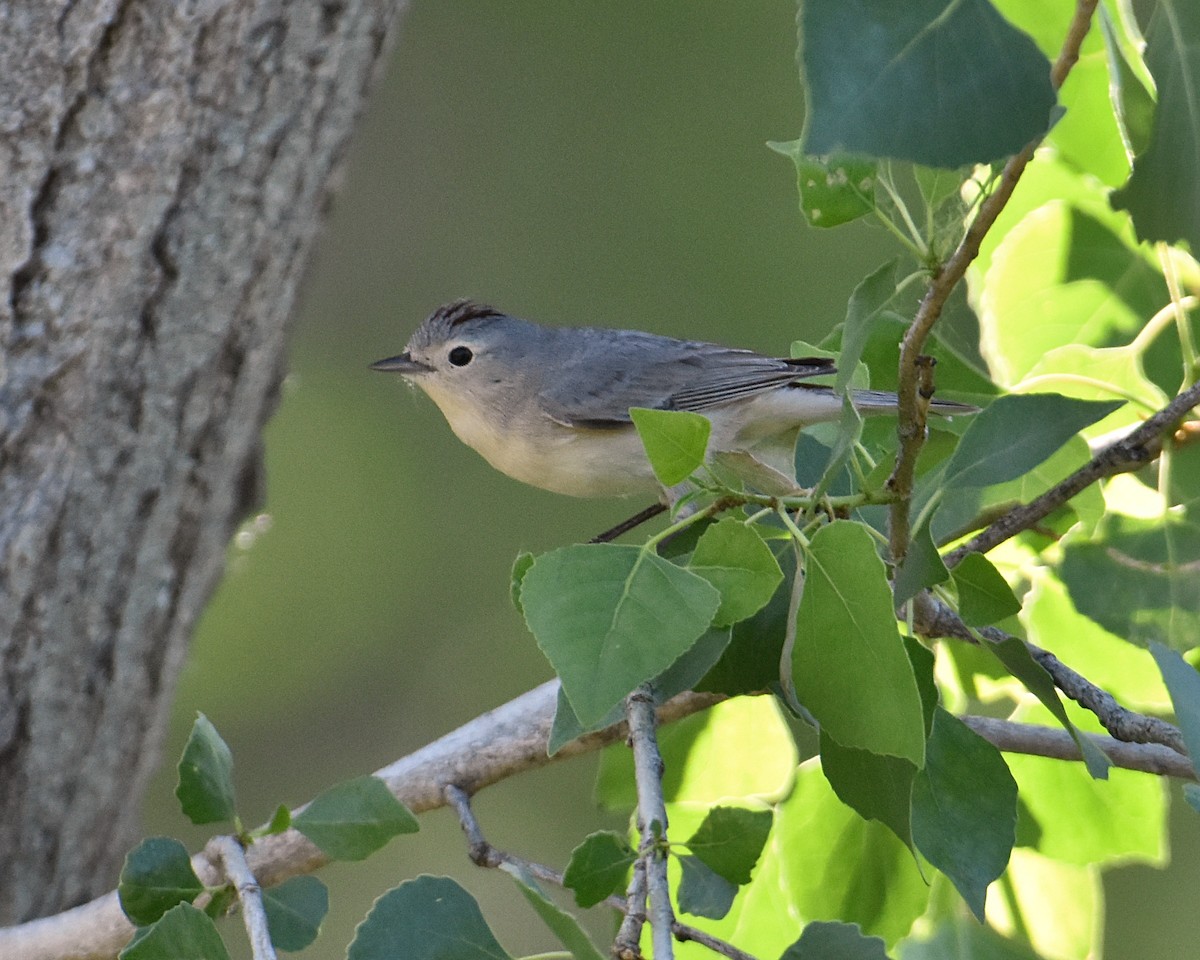 Lucy's Warbler - Brian Hicks