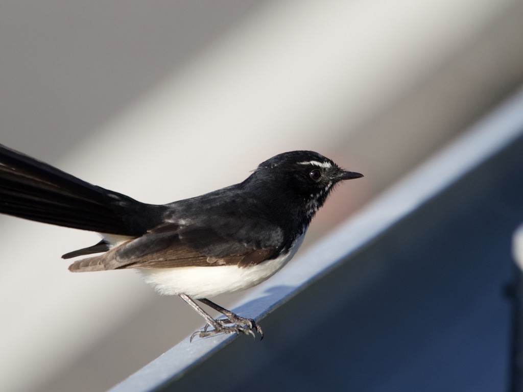Willie-wagtail - ML618001252