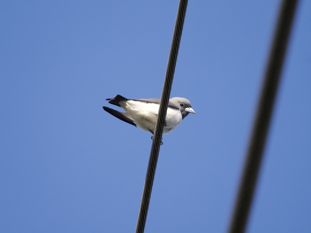 White-breasted Woodswallow - Yvonne van Netten