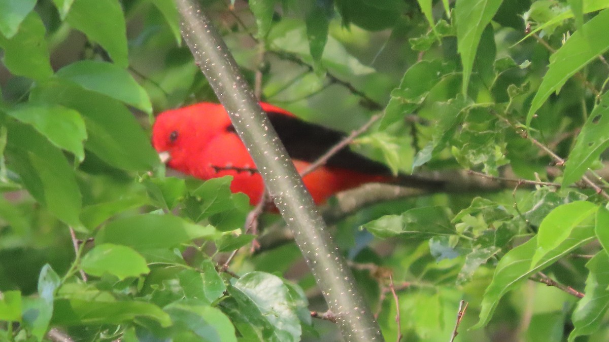 Scarlet Tanager - ML618001285