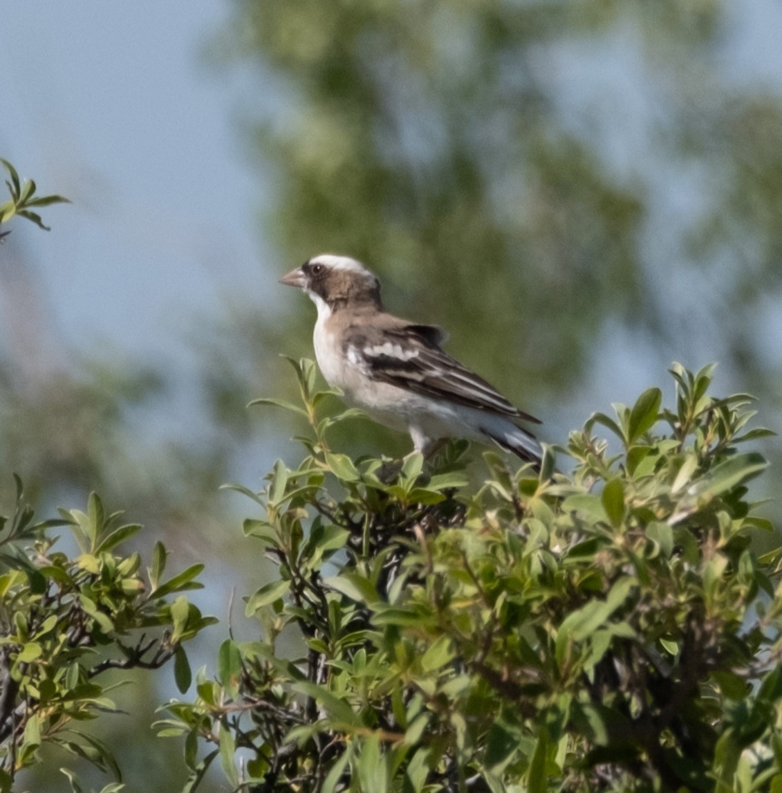 White-browed Sparrow-Weaver - ML618001301