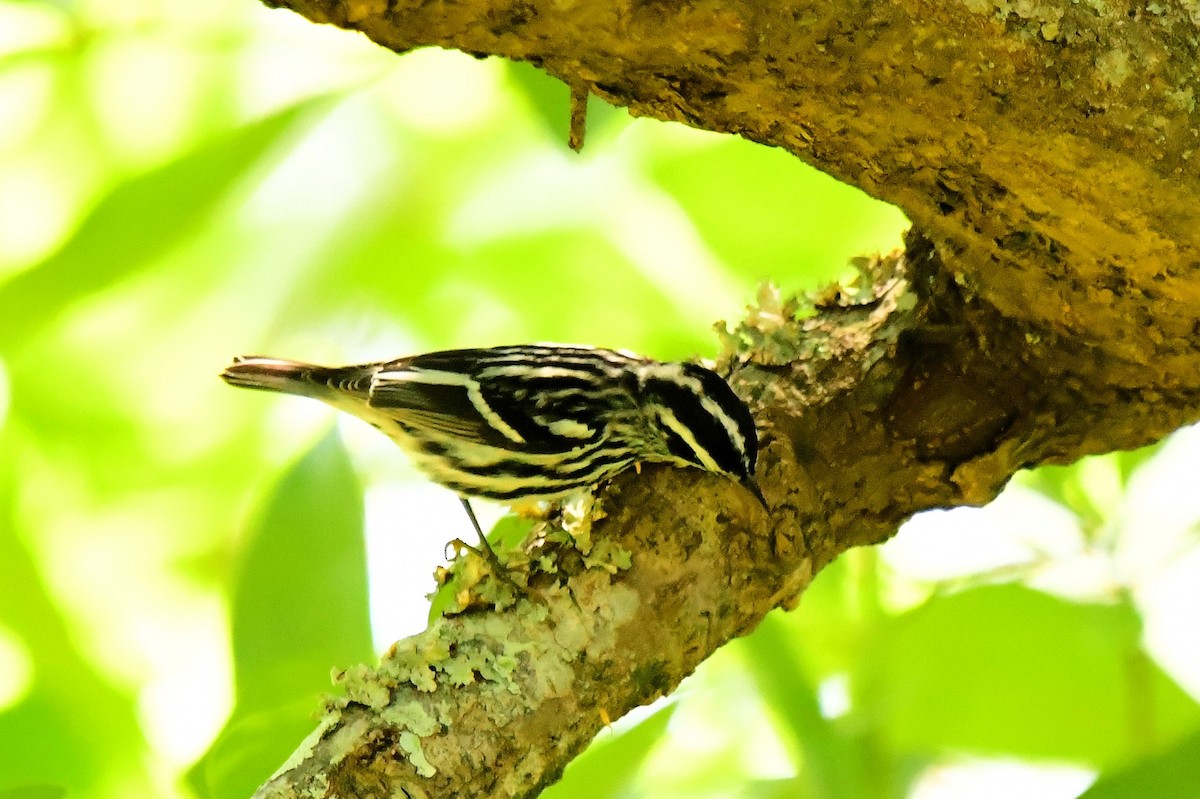 Black-and-white Warbler - ML618001306