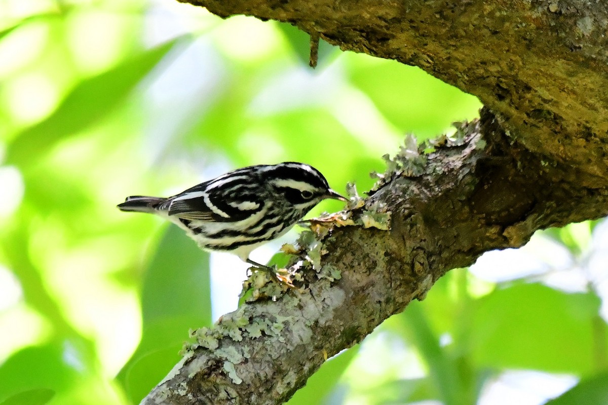 Black-and-white Warbler - ML618001307
