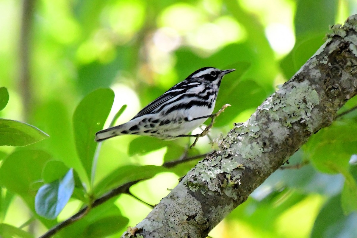 Black-and-white Warbler - Marc Bachman