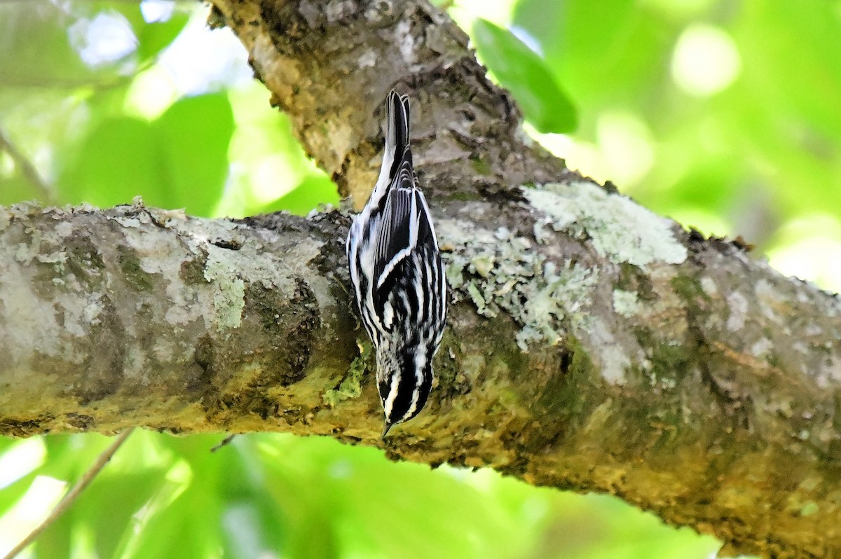Black-and-white Warbler - ML618001309