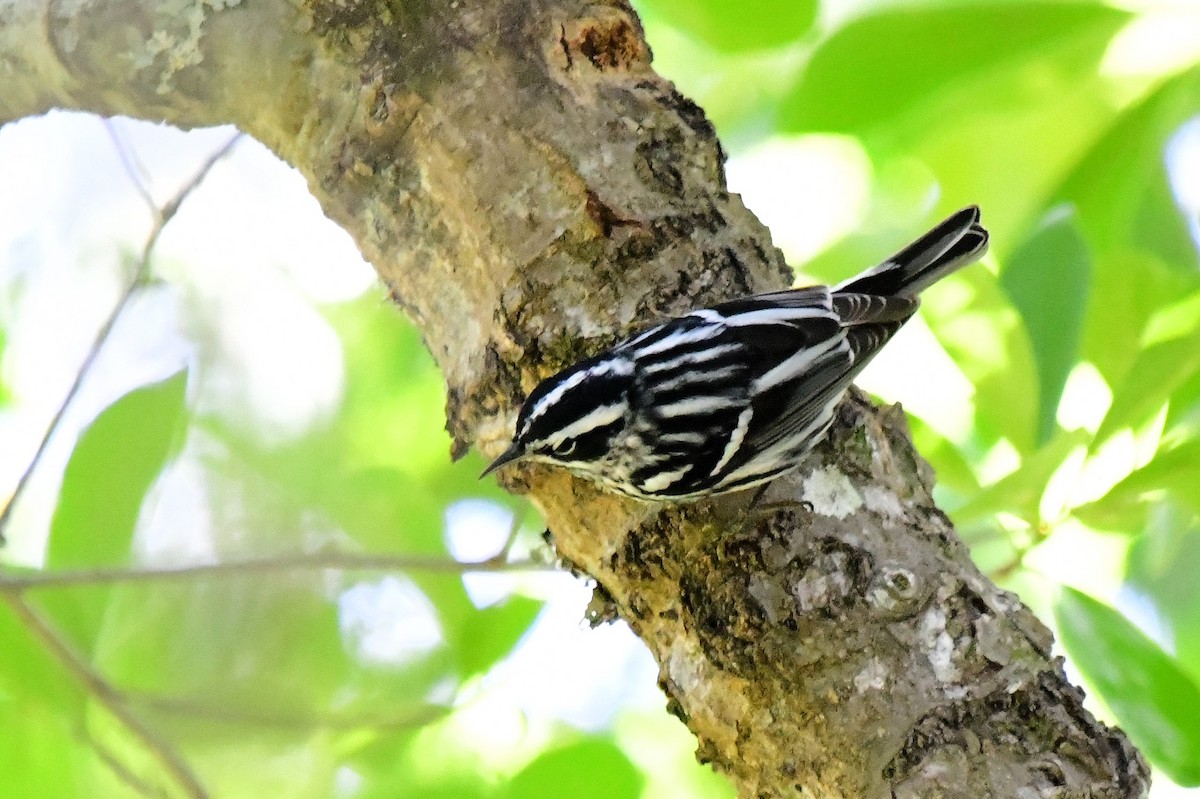 Black-and-white Warbler - ML618001310