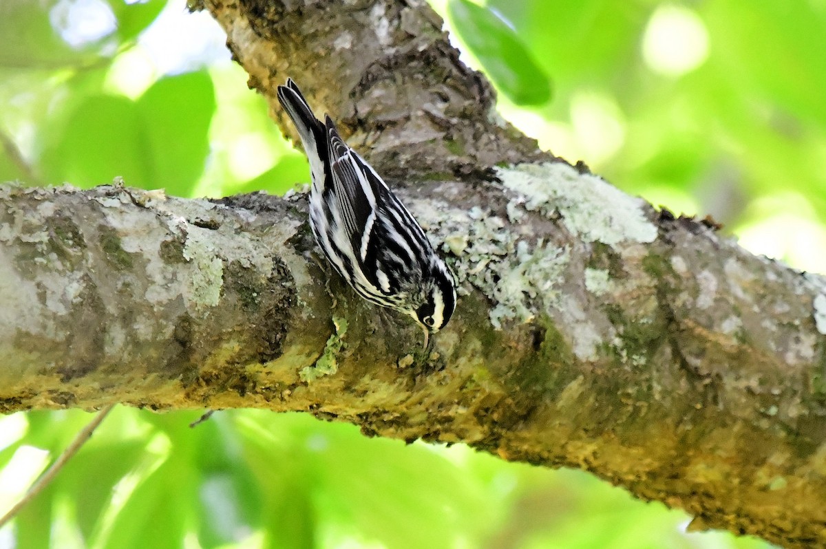 Black-and-white Warbler - ML618001311