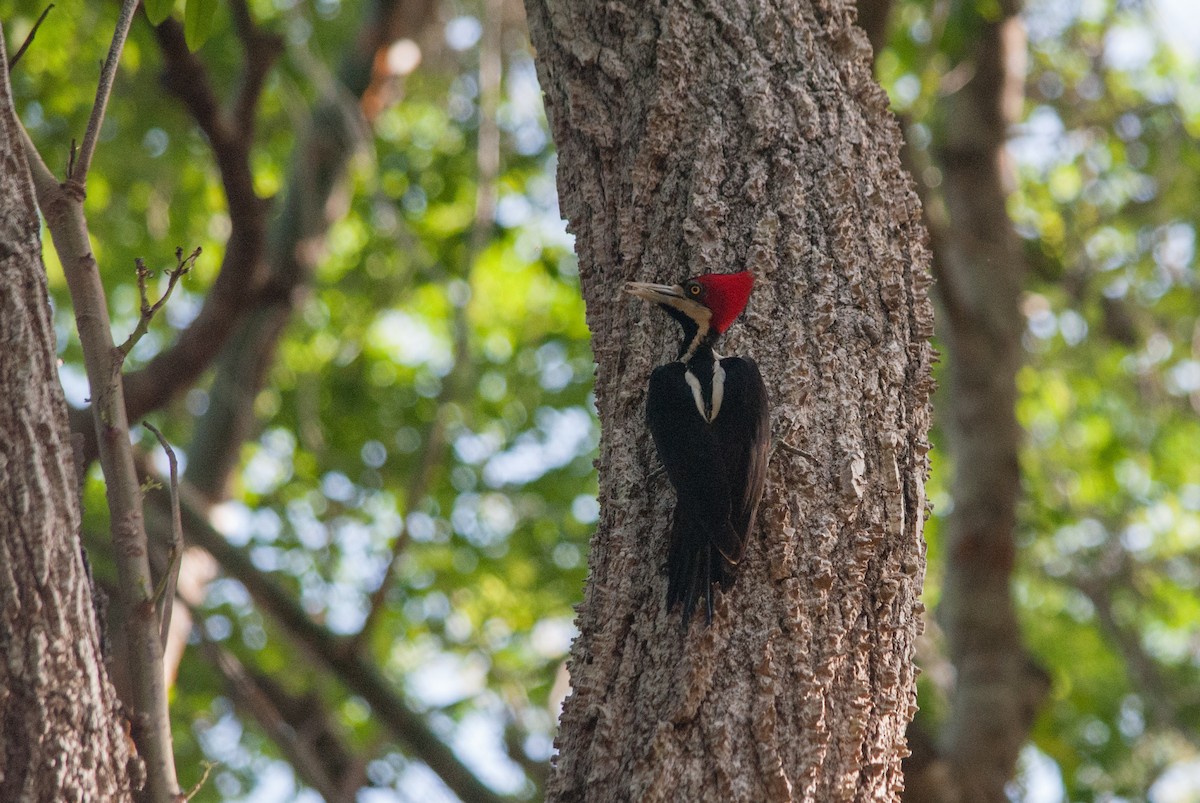Crimson-crested Woodpecker - ML618001322