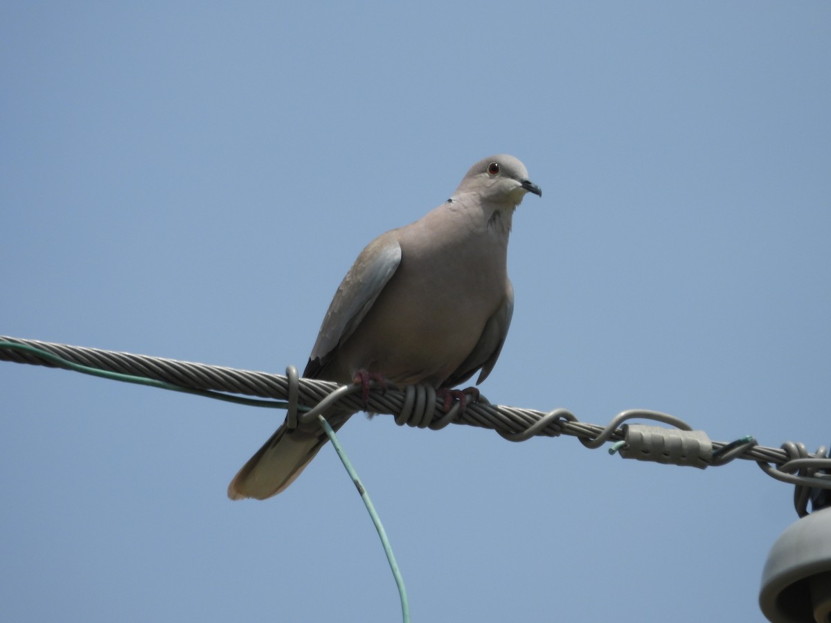 Eurasian Collared-Dove - ML618001327