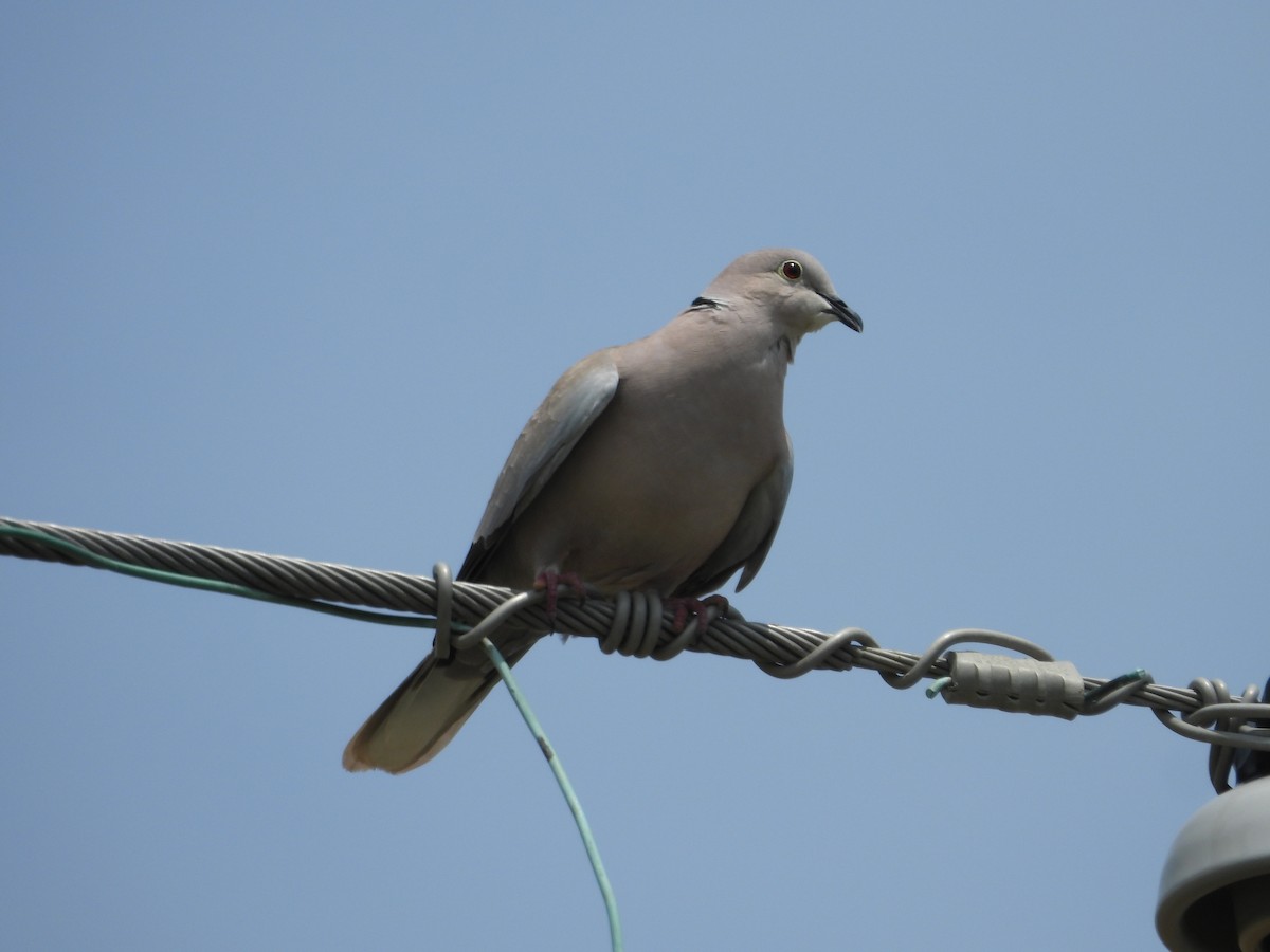 Eurasian Collared-Dove - ML618001328
