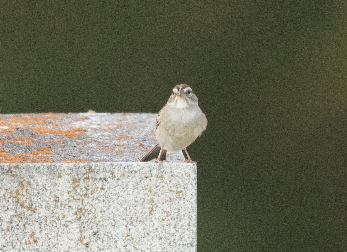Chipping Sparrow - ML618001333