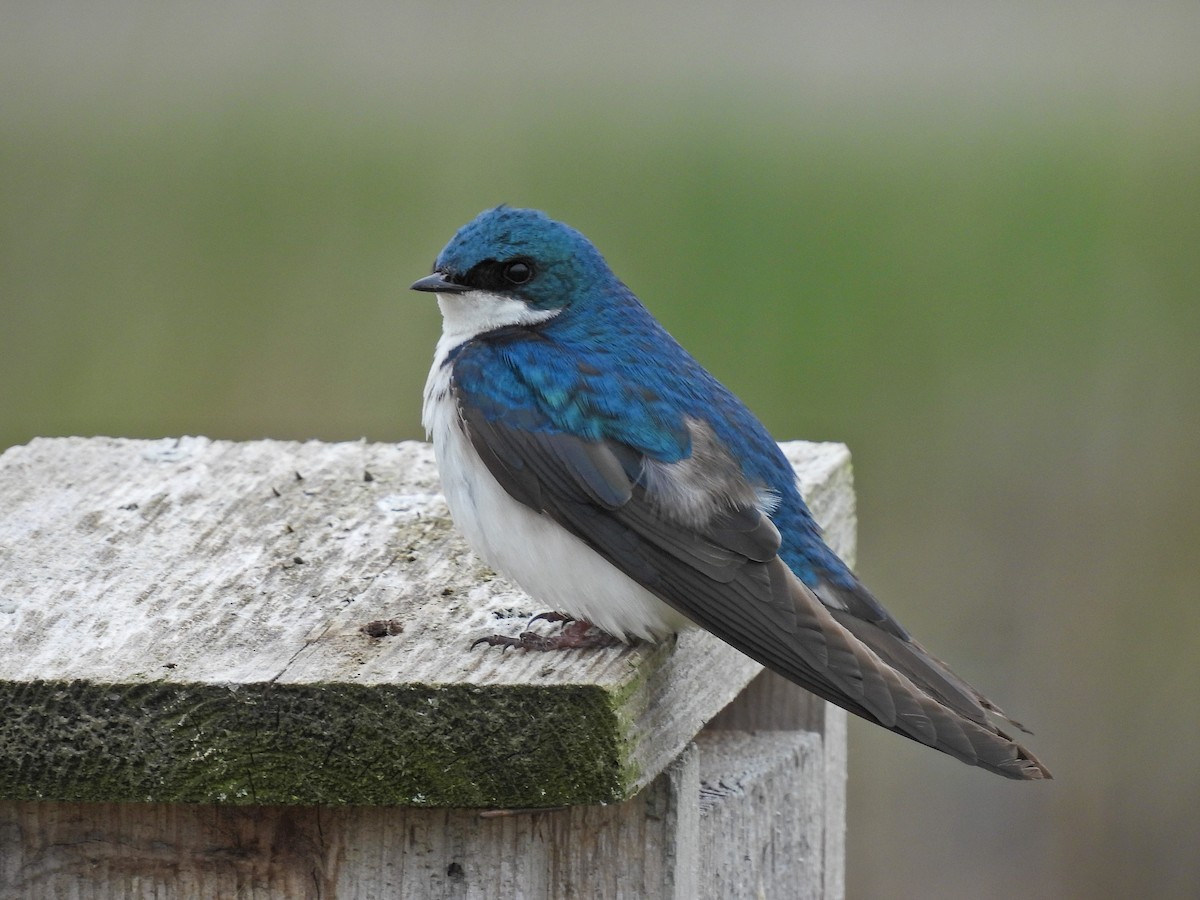 Tree Swallow - Chase Masters