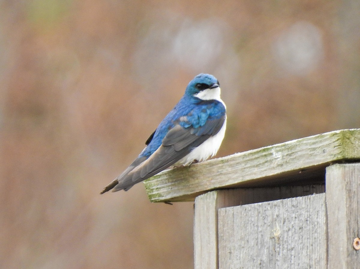 Tree Swallow - Chase Masters