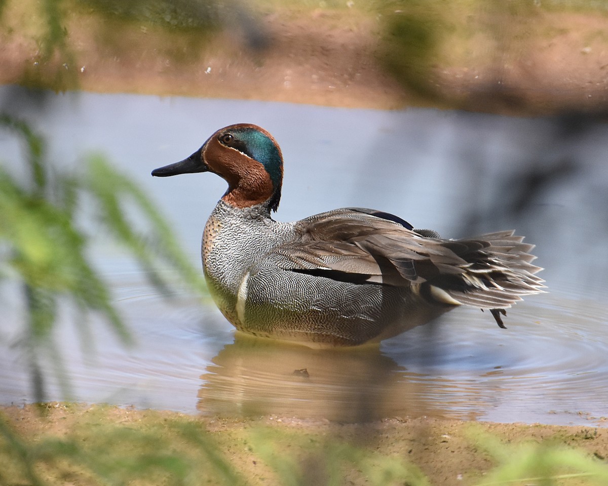 Green-winged Teal - Brian Hicks