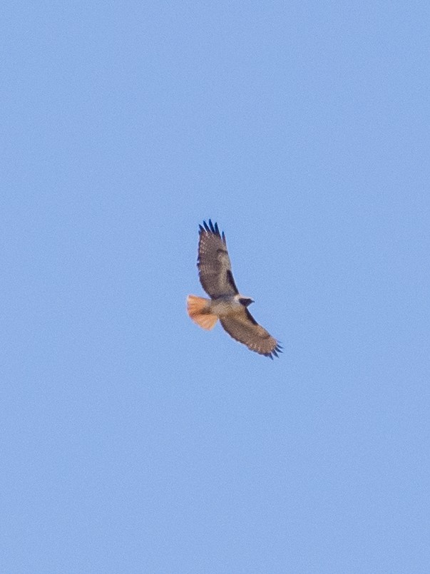 Red-tailed Hawk (fuertesi) - ML618001389