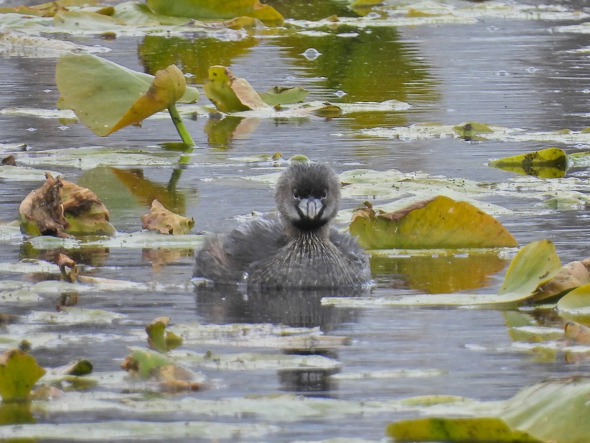 Pied-billed Grebe - Chase Masters