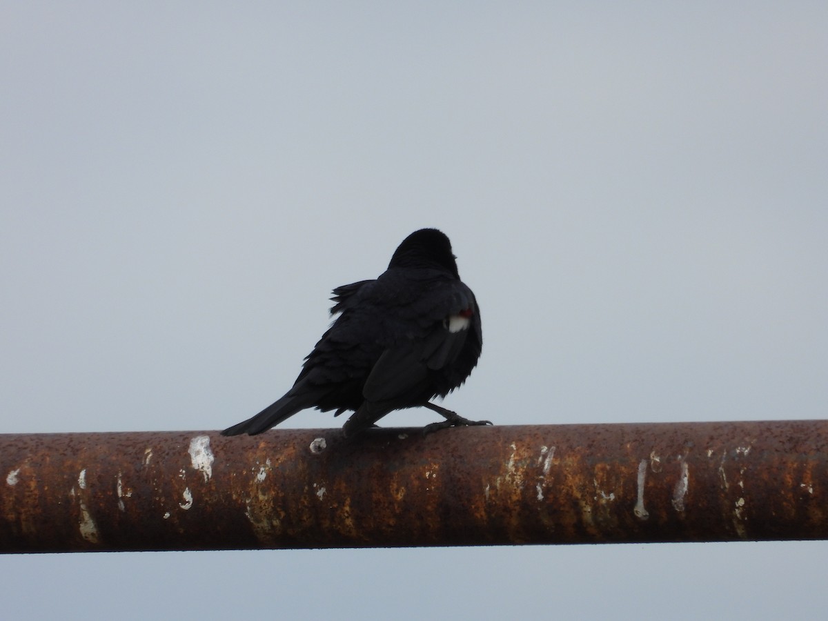 Tricolored Blackbird - ML618001419