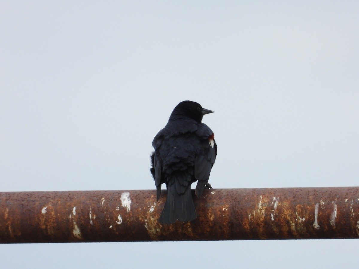 Tricolored Blackbird - Mark Donahue