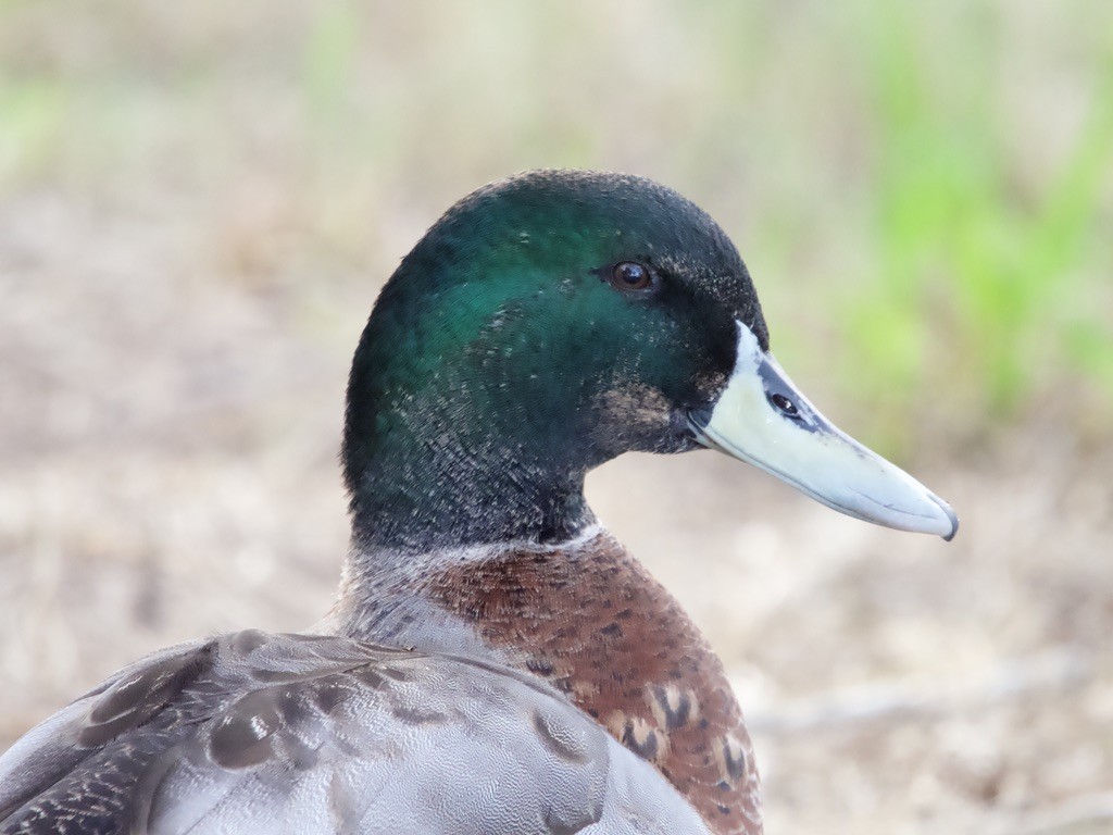 Mallard x Pacific Black Duck (hybrid) - ML618001466