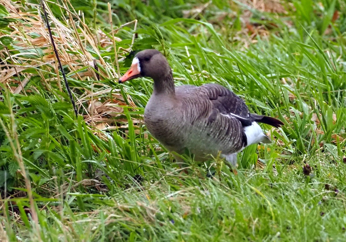 Greater White-fronted Goose - ML618001484