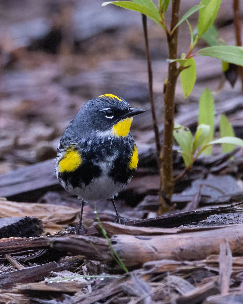 Yellow-rumped Warbler (Myrtle x Audubon's) - Andy DeBroux