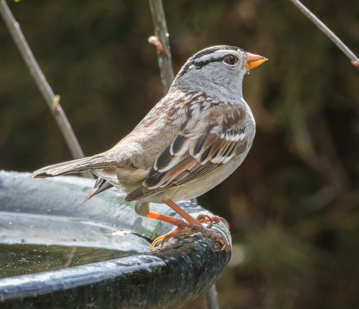 White-crowned Sparrow - Jeff Black