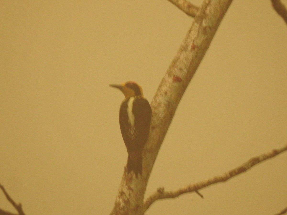 Golden-naped Woodpecker - ML618001553