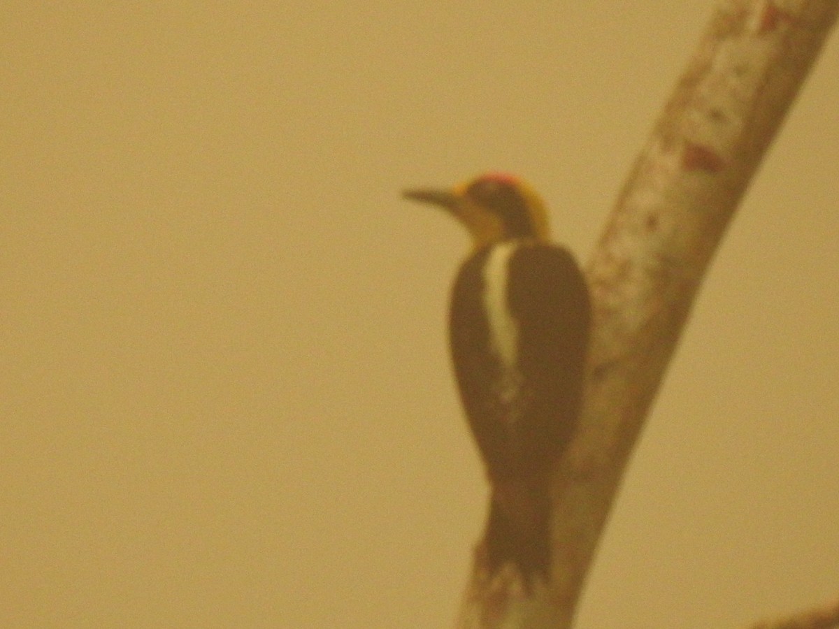 Golden-naped Woodpecker - ML618001554
