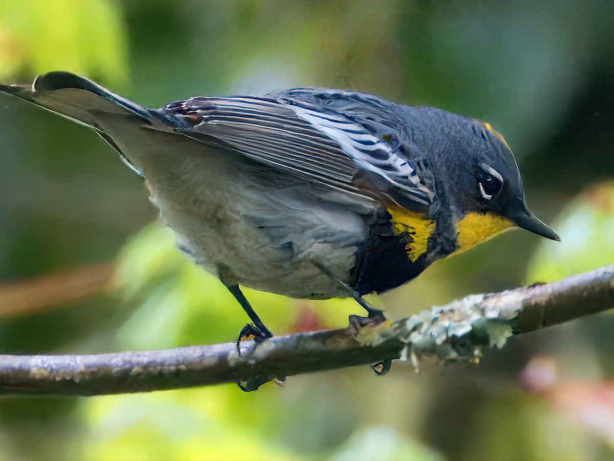 Yellow-rumped Warbler (Audubon's) - ML618001580