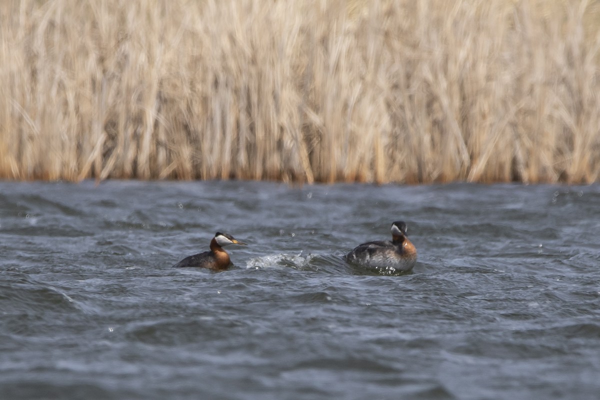 Red-necked Grebe - ML618001587