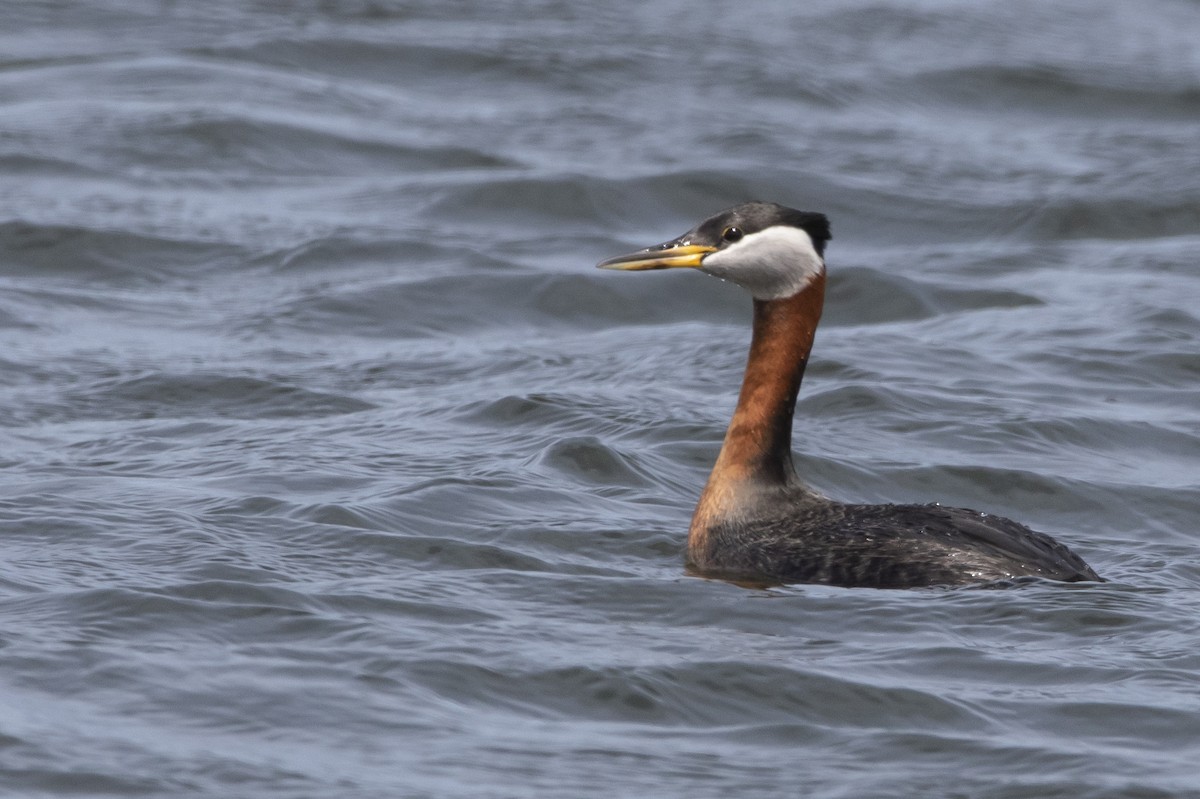 Red-necked Grebe - ML618001588