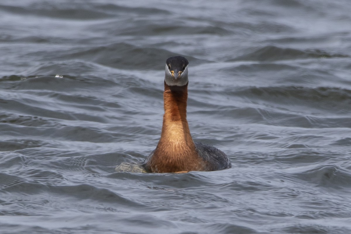 Red-necked Grebe - ML618001589