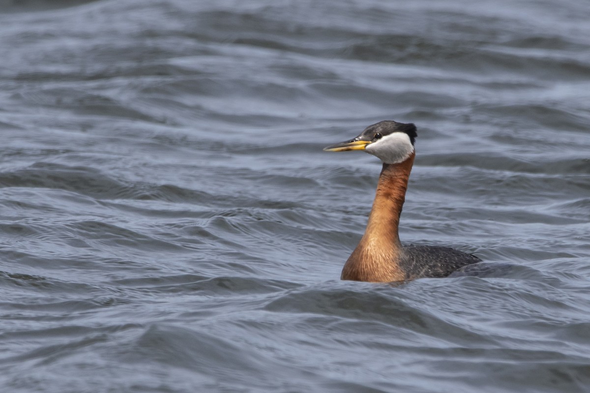 Red-necked Grebe - Kyle Nelson