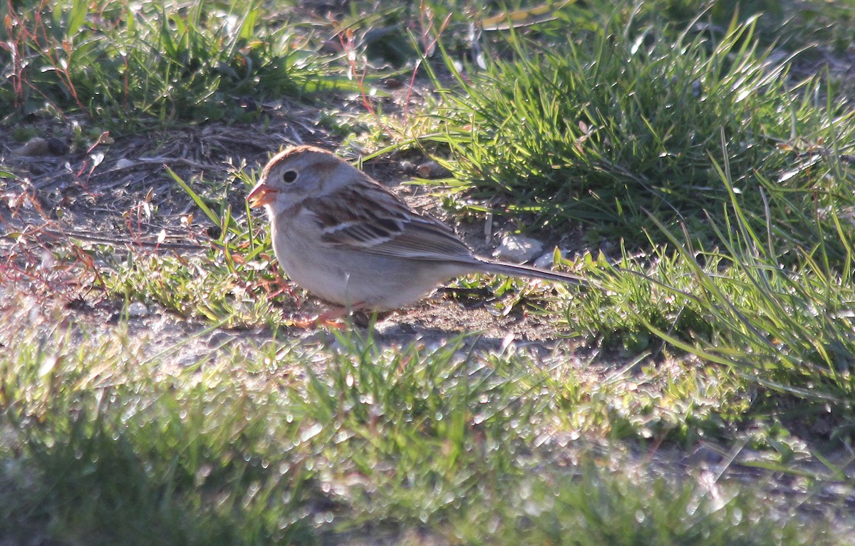 Field Sparrow - cammy kaynor
