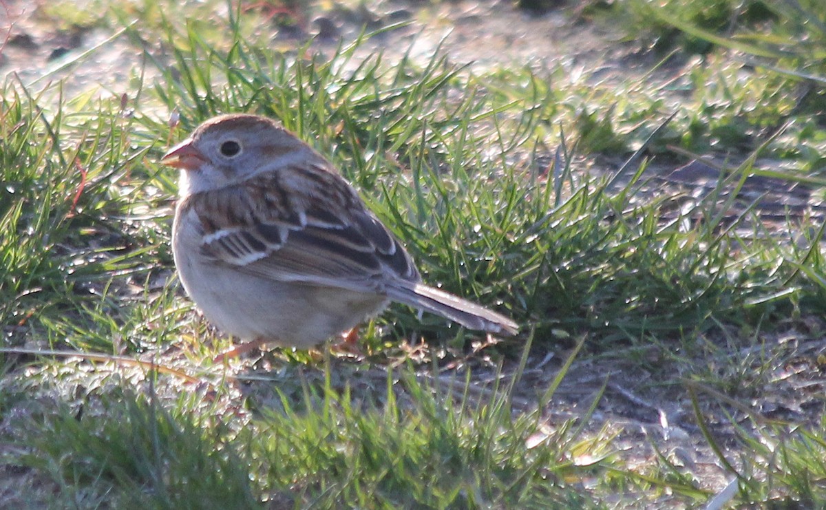Field Sparrow - cammy kaynor