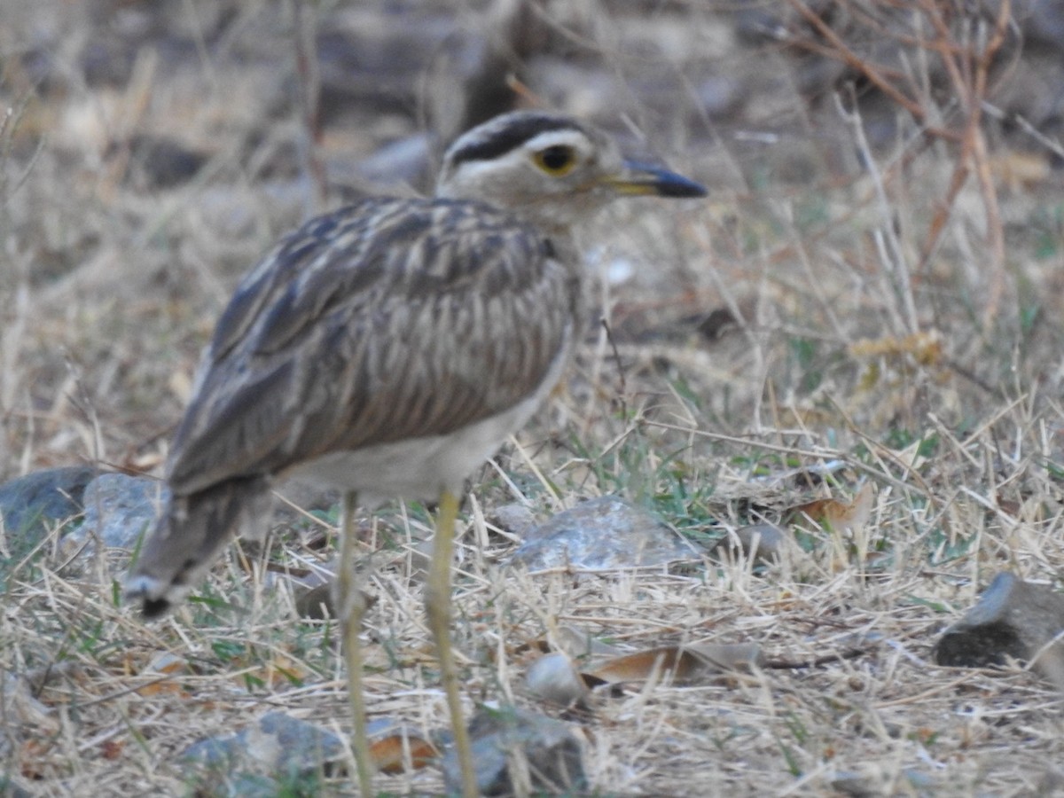 Double-striped Thick-knee - ML618001711