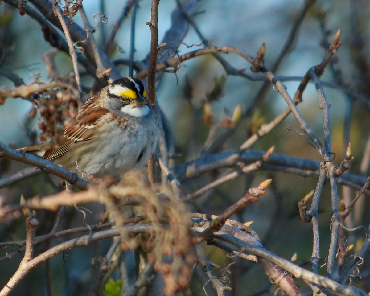 White-throated Sparrow - ML618001724