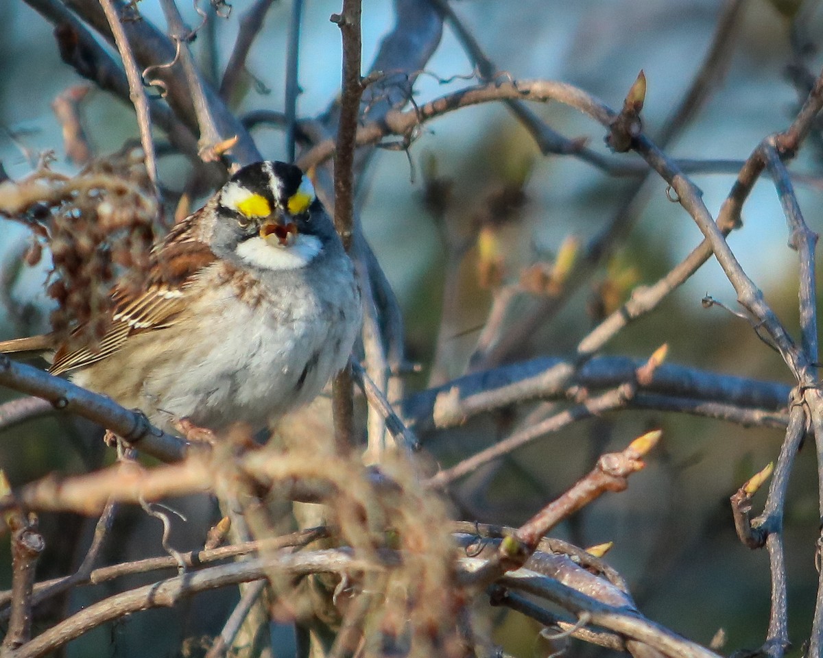 White-throated Sparrow - Tom Fesolowich