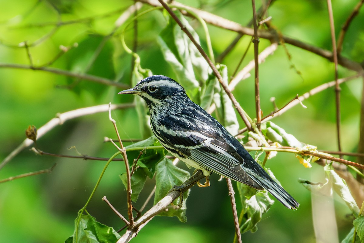 Black-and-white Warbler - ML618001727