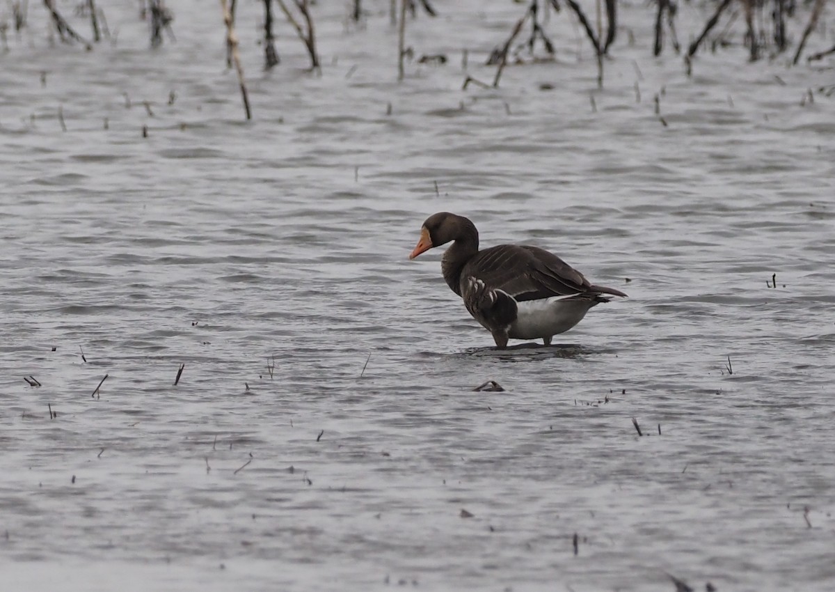Greater White-fronted Goose - ML618001762