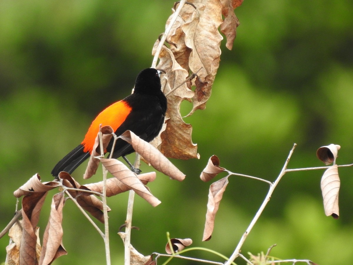 Scarlet-rumped Tanager - ML618001802