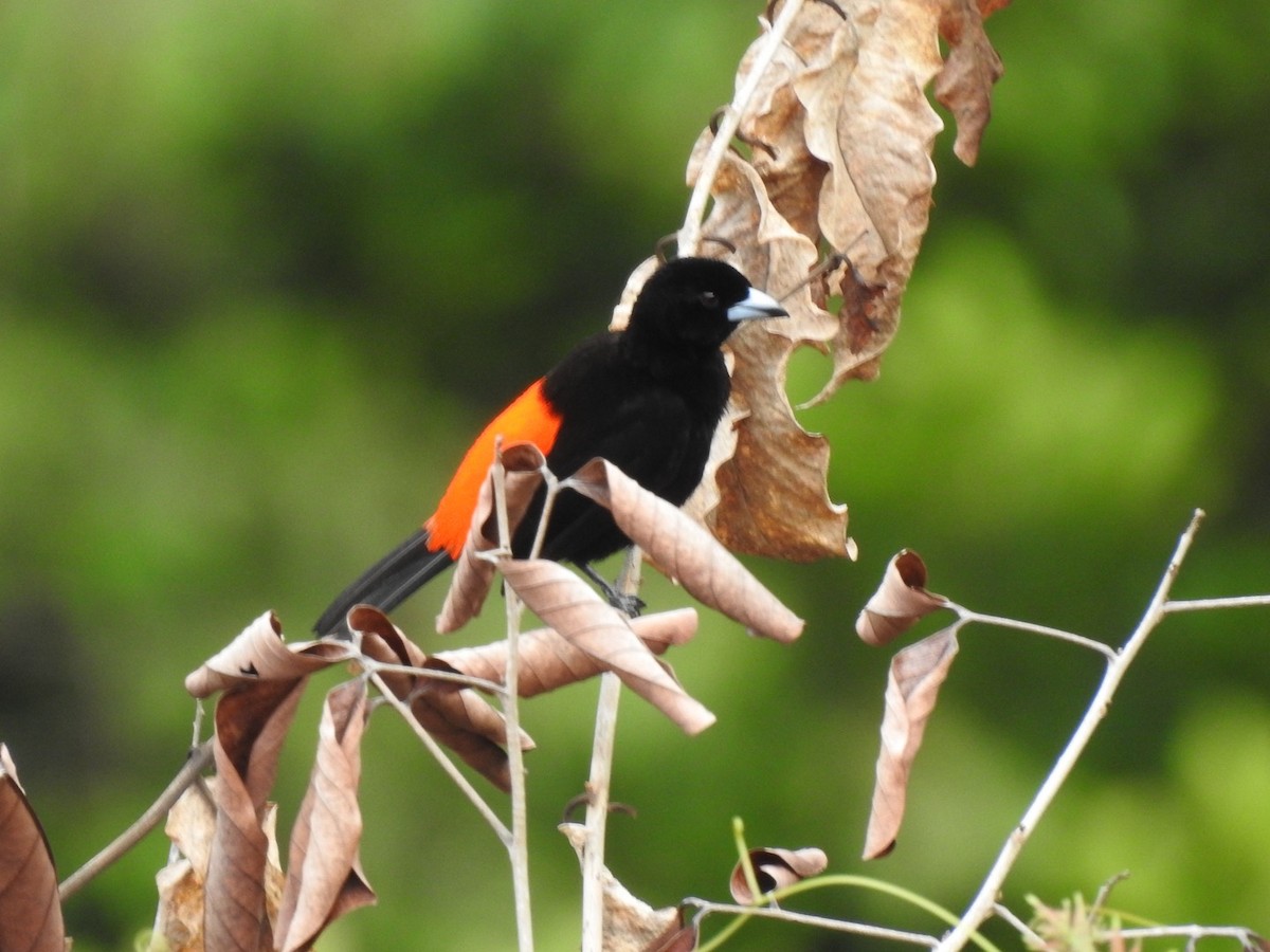 Scarlet-rumped Tanager - ML618001803