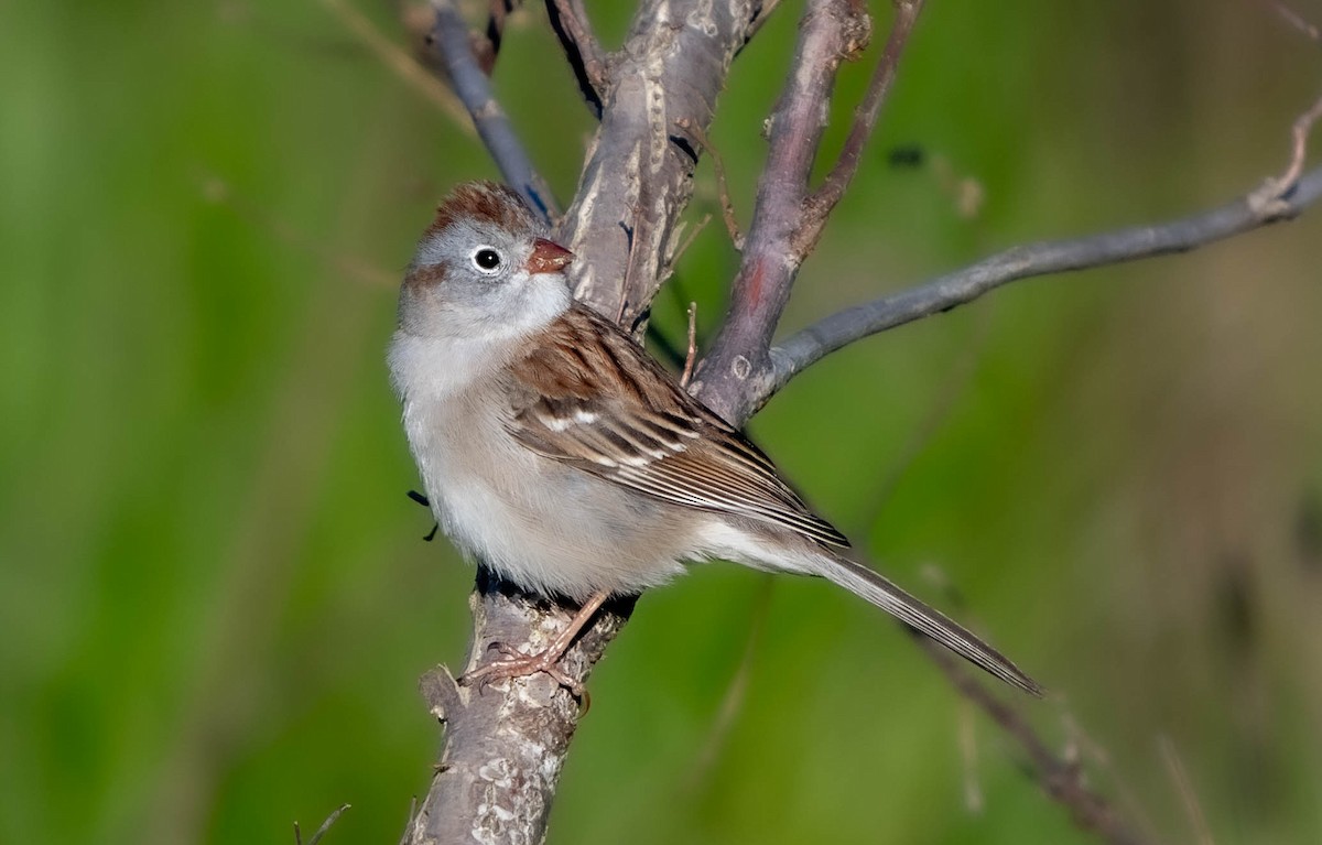 Field Sparrow - ML618001816