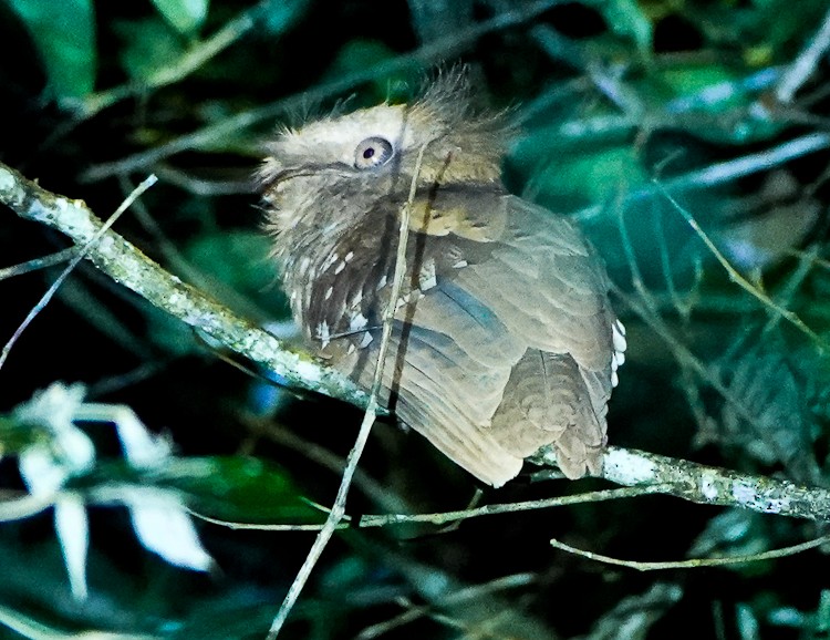 Philippine Frogmouth - ML618001823