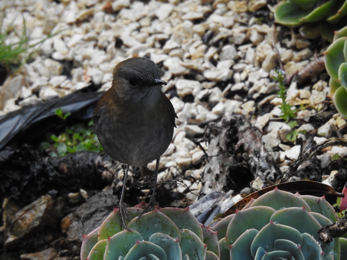 Black-billed Nightingale-Thrush - ML618001839