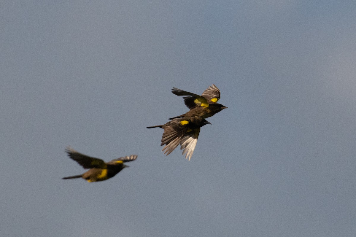 Brown-and-yellow Marshbird - John C. Mittermeier