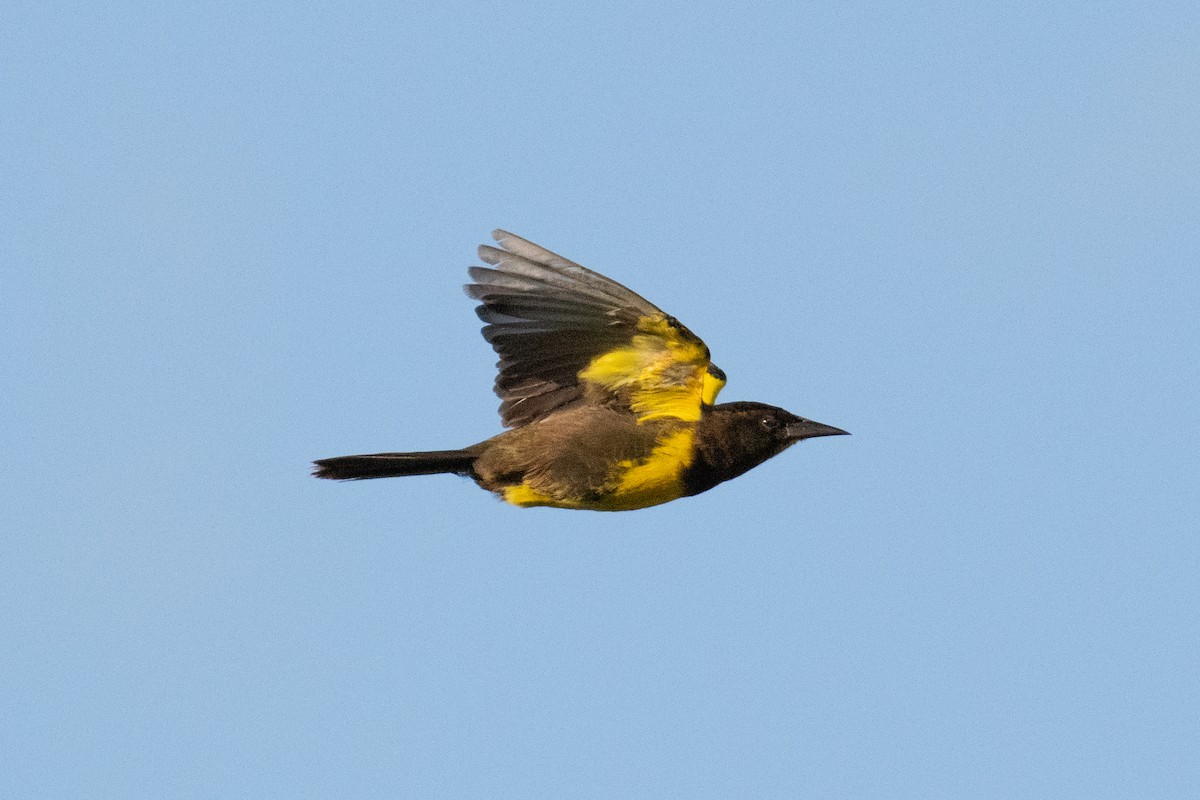 Brown-and-yellow Marshbird - John C. Mittermeier