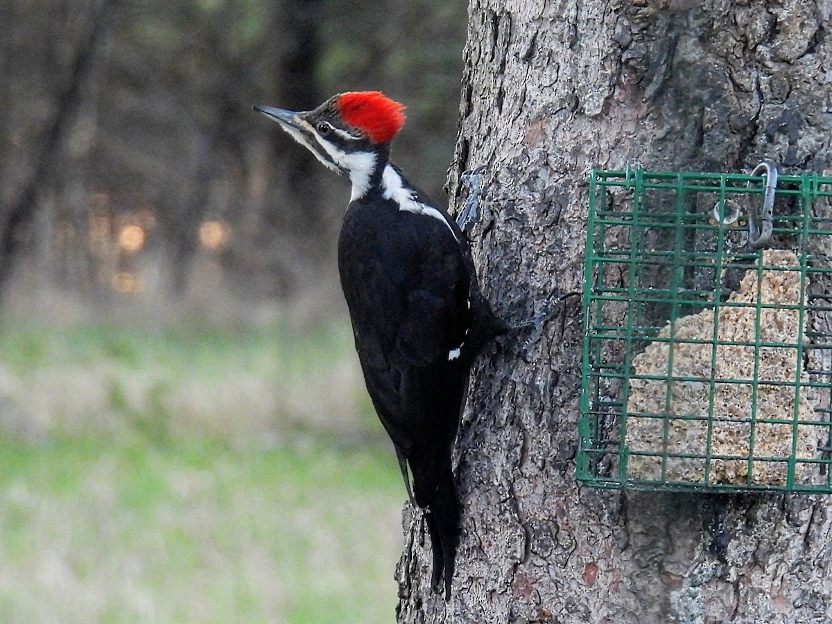 Pileated Woodpecker - Melody Walsh