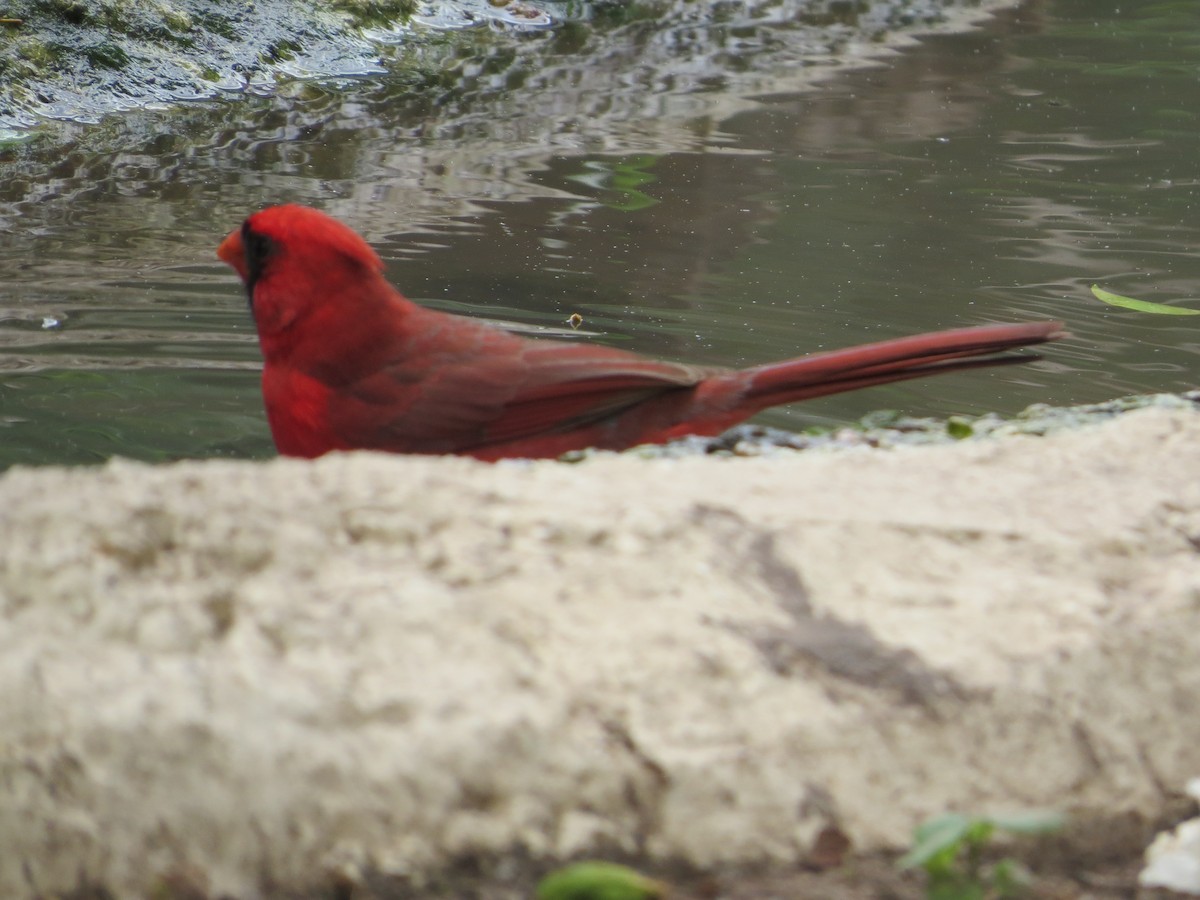 Kırmızı Kardinal - ML618001913