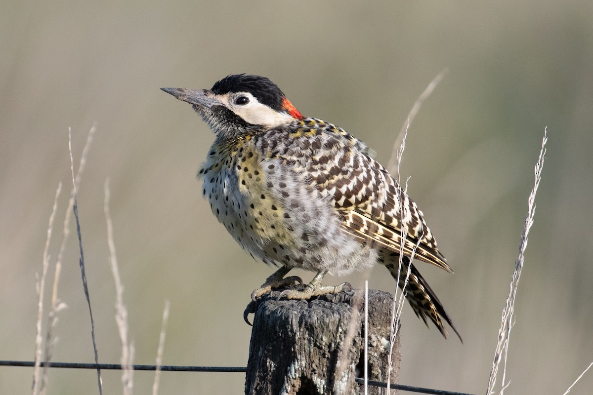 Green-barred Woodpecker - John C. Mittermeier